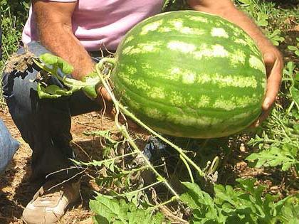Vattenmelon växer i förorterna
