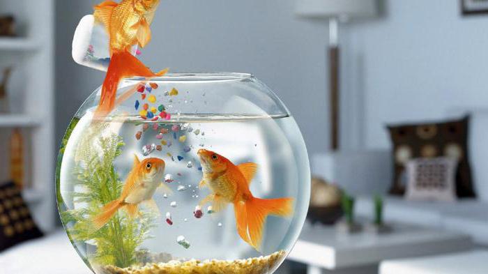 hur många gånger behöver du mata fisken i akvariet