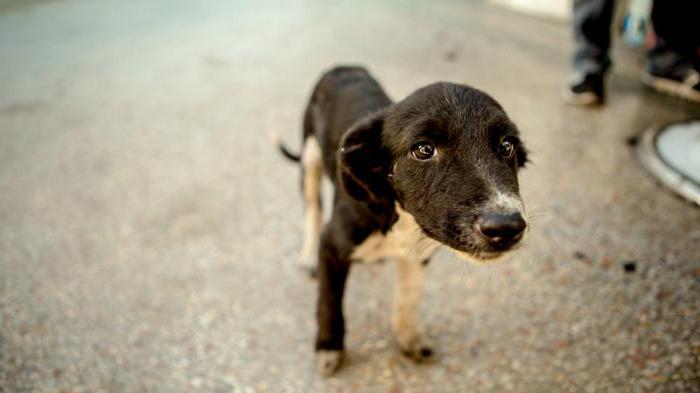 Skyddshytter för hundar i Jekaterinburg