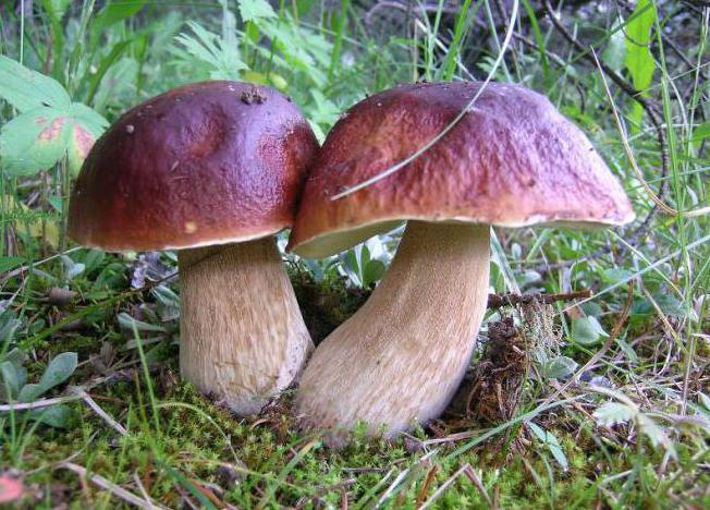 vita svampar i en tallskog 